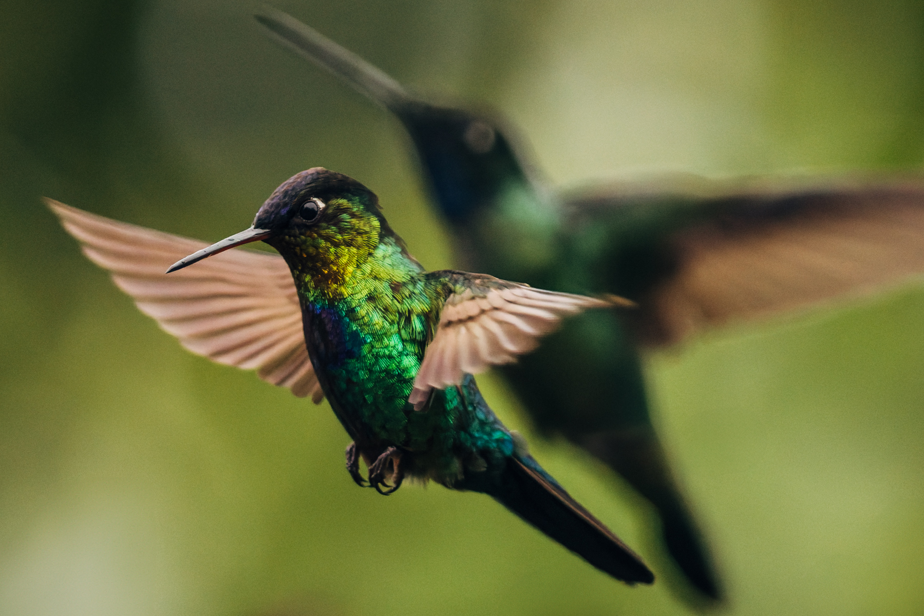 'Sky dance of the Fiery-throated Hummingbird'. Pictured with a 'shadow' bird behind (image by Gin Wilde)