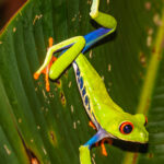 A slender-looking Red-eyed Tree Frog pads down a leaf, displaying the mottled blue and yellow of its belly flank and striking blue inner leg (image by Gin Wilde)