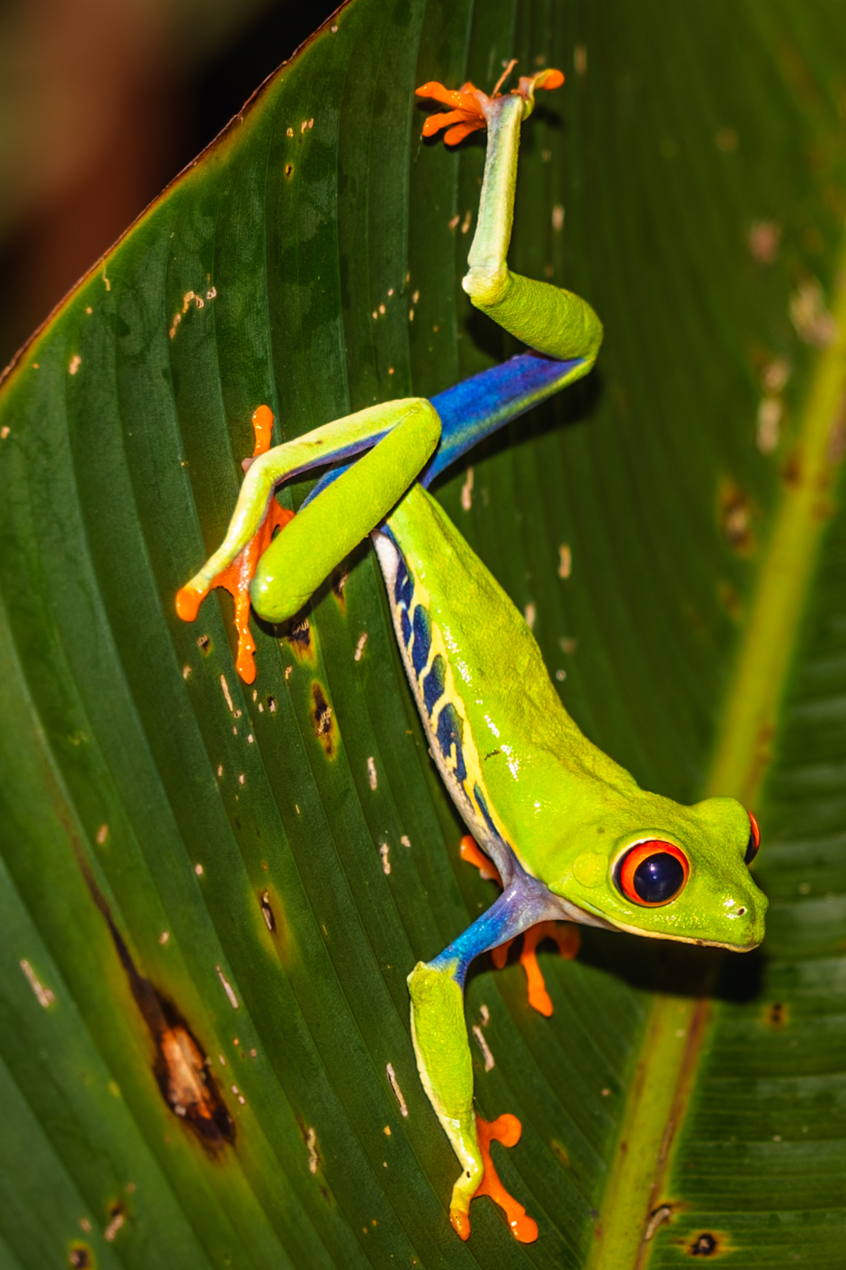 A slender-looking Red-eyed Tree Frog pads down a leaf, displaying the mottled blue and yellow of its belly flank and striking blue inner leg (image by Gin Wilde)