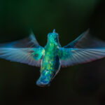 Hand-holding a camera to capture movement in a hummingbird (such as this female White-necked Jacobin) at a shutter speed of 1/100 - but without resulting in a totally blurry image - requires some patience. But can result in compelling images (image by Gin Wilde)