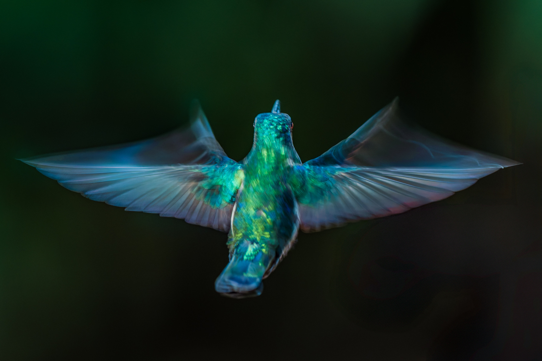 Hand-holding a camera to capture movement in a hummingbird (such as this female White-necked Jacobin) at a shutter speed of 1/100 - but without resulting in a totally blurry image - requires some patience. But can result in compelling images (image by Gin Wilde)
