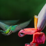 A female White-necked Jacobin, photographed at 1/160 second, rather than the normal 1/4000 shutter speed required for sharp hummingbird images. With wing-flap speeds of 80 beats a second (rising to 200 beats during diving and courtship) these birds are a gift to photograph (image by Gin Wilde)