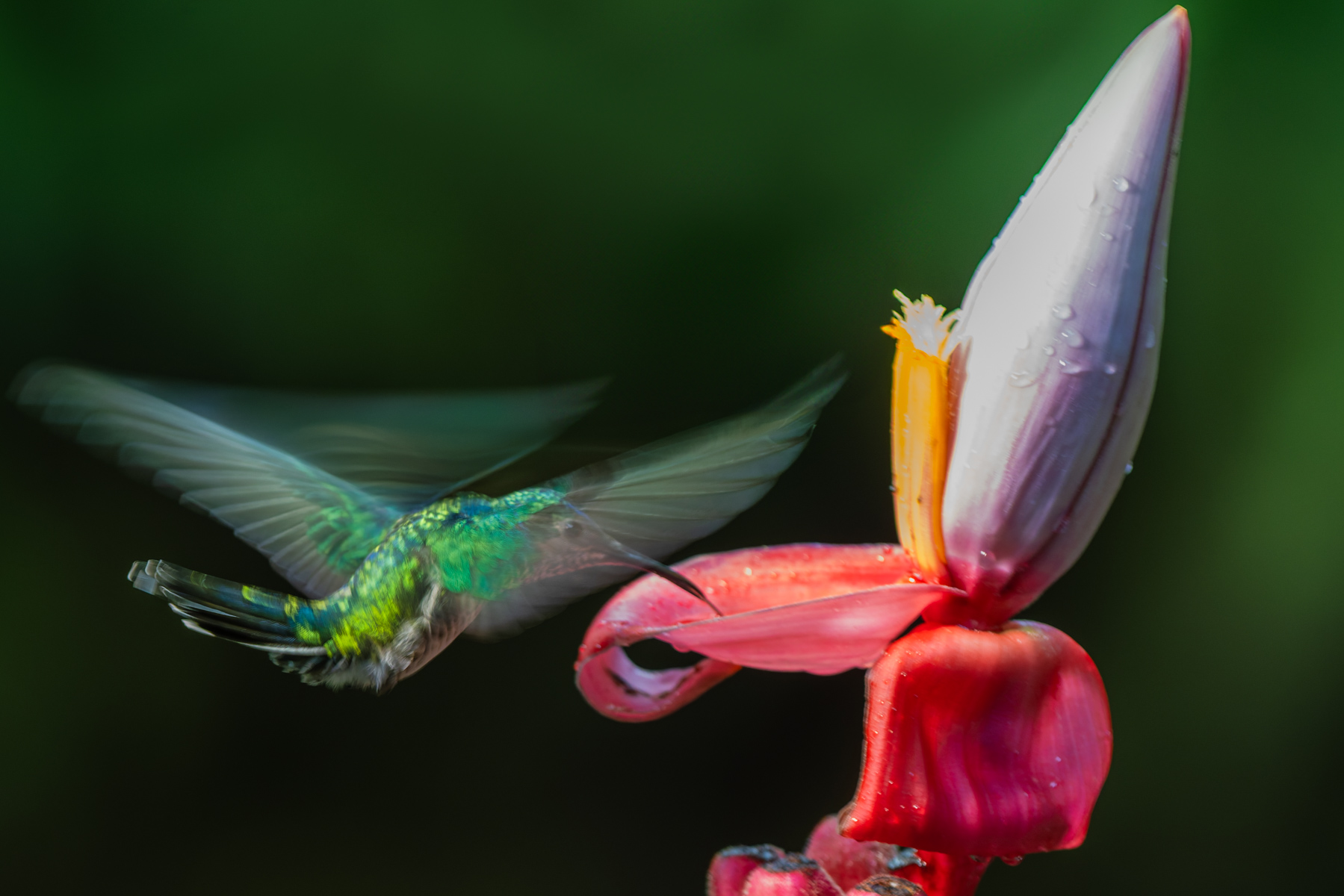 A female White-necked Jacobin, photographed at 1/160 second, rather than the normal 1/4000 shutter speed required for sharp hummingbird images. With wing-flap speeds of 80 beats a second (rising to 200 beats during diving and courtship) these birds are a gift to photograph (image by Gin Wilde)
