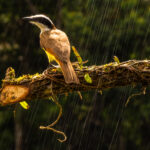 A Great Kiskadee enjoying a cool-down from sprinklers at Laguna del Lagarto, in Costa Rica (image by Gin Wilde)