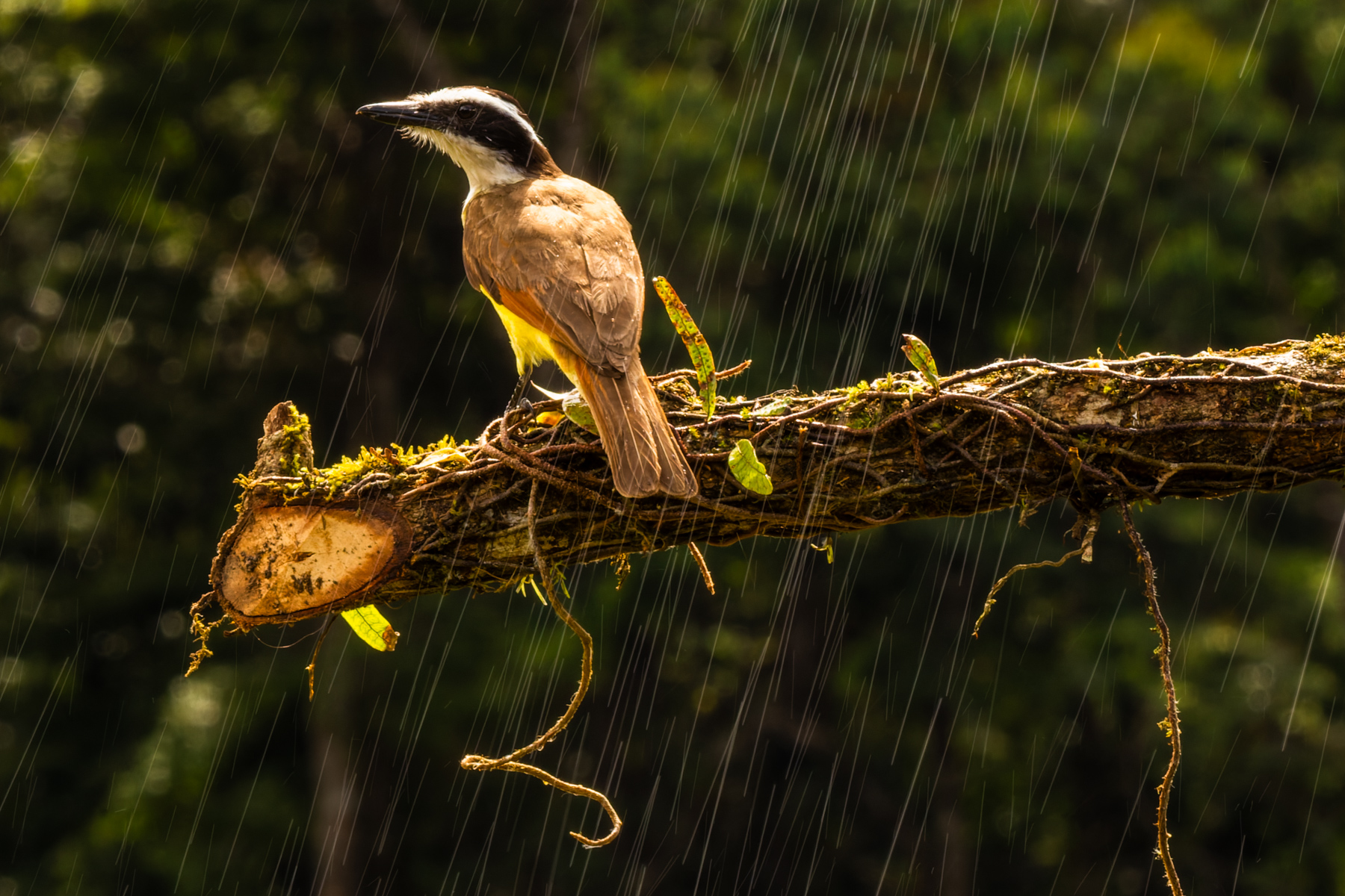 A Great Kiskadee enjoying a cool-down from sprinklers at Laguna del Lagarto, in Costa Rica (image by Gin Wilde)