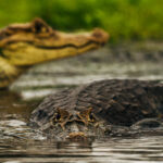 'Don't worry, pal, I've got your back...' A Spectacled Caiman eyes us from the lagoons of Cano Negro - shadowed by his back-up bouncer (image by Gin Wilde)