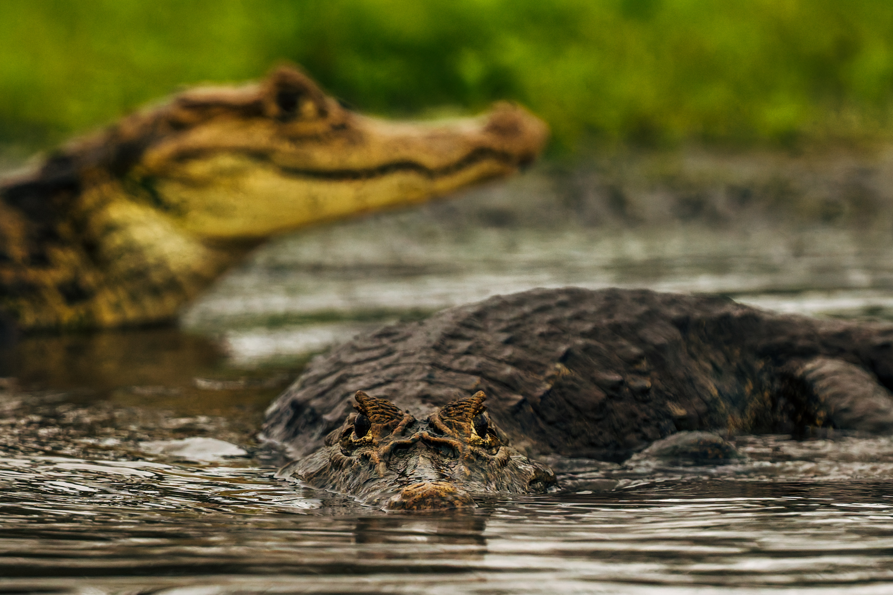'Don't worry, pal, I've got your back...' A Spectacled Caiman eyes us from the lagoons of Cano Negro - shadowed by his back-up bouncer (image by Gin Wilde)