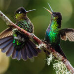 Fiery by name, fiery by nature! Spirited Fiery-throated Hummingbirds quarrel over territory. Visitors to the cloud forests of Costa Rica get used to the feisty behaviour of these beautiful birds (image by Gin Wilde)