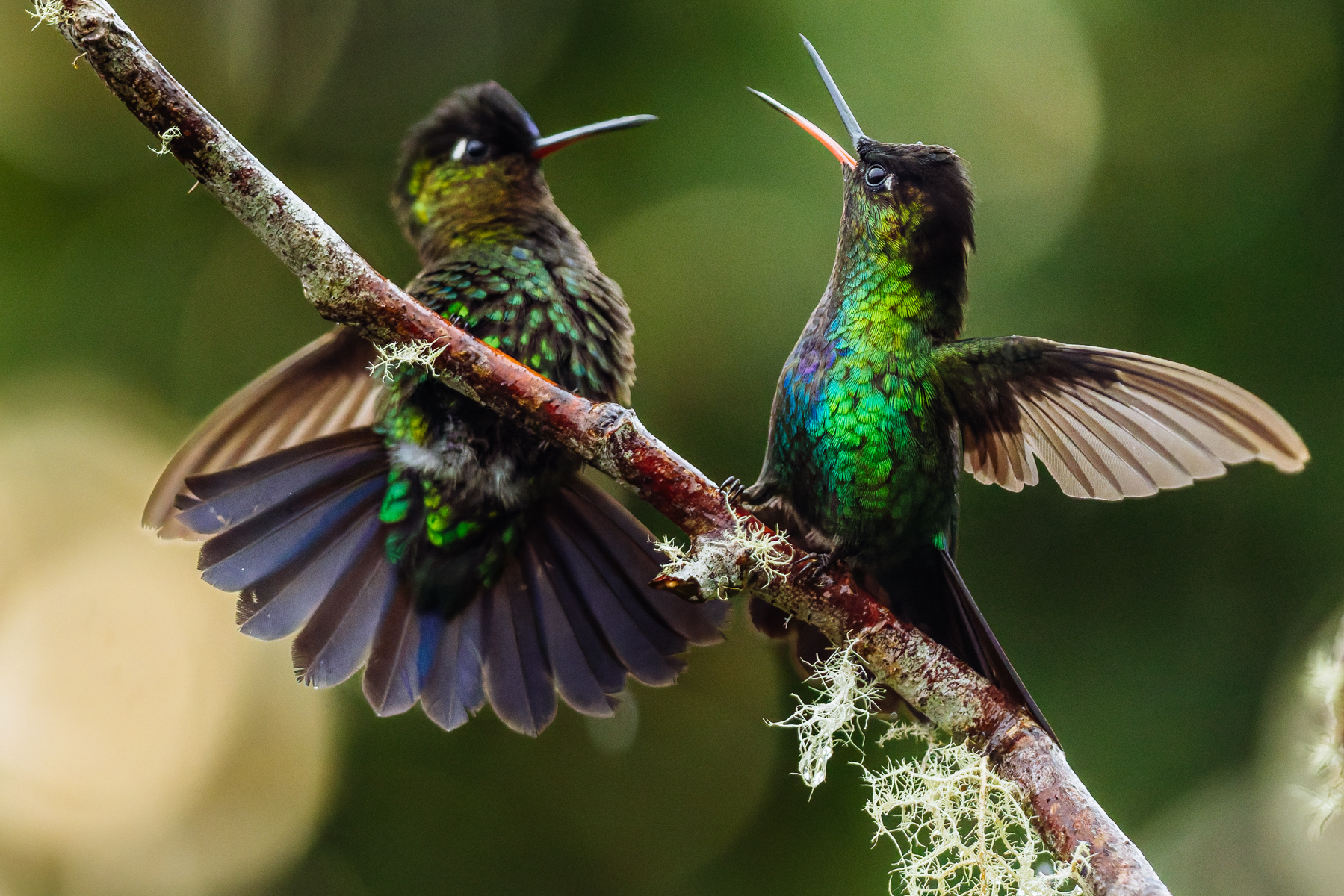 Fiery by name, fiery by nature! Spirited Fiery-throated Hummingbirds quarrel over territory. Visitors to the cloud forests of Costa Rica get used to the feisty behaviour of these beautiful birds (image by Gin Wilde)