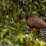 I love the handsome plumage of the female Great Curassow, photographed as she strutted through the undergrowth in the mid-altitude forests around the Arenal Volcano (image by Gin Wilde)