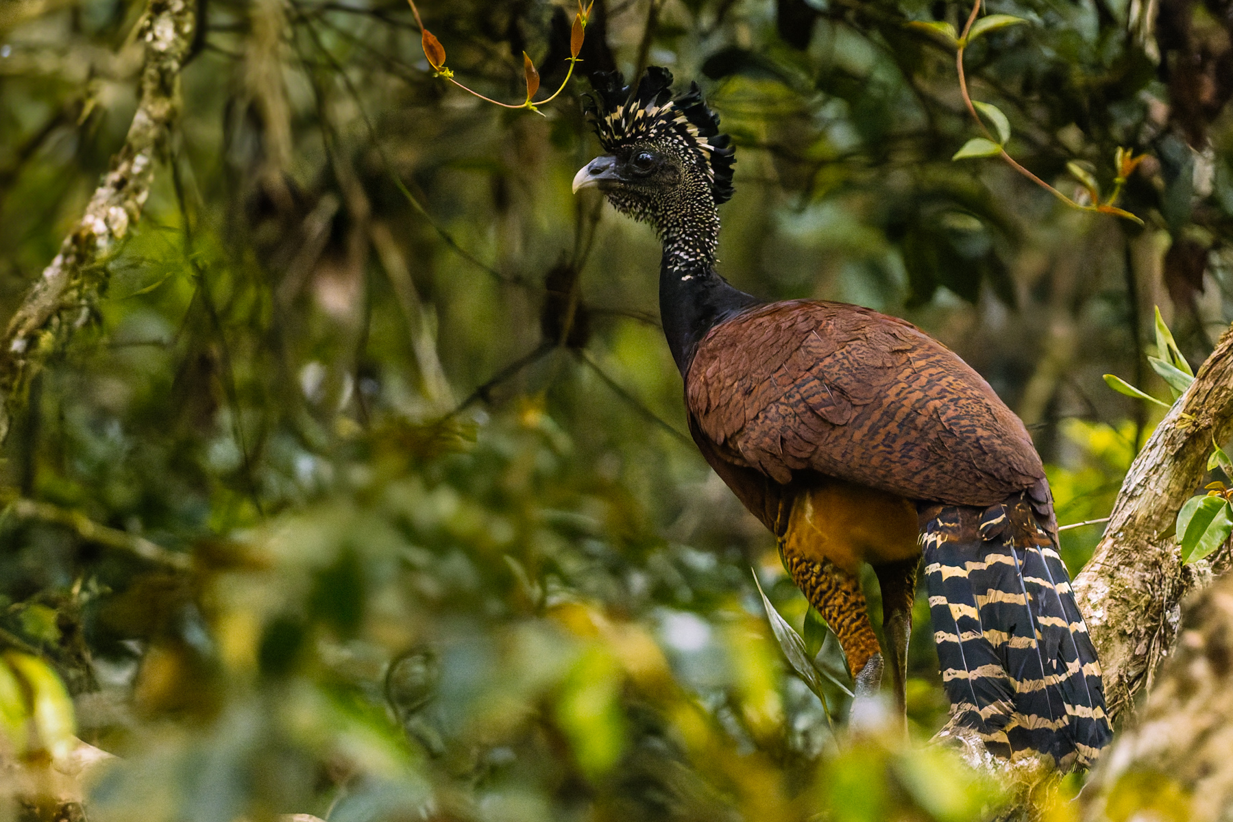 I love the handsome plumage of the female Great Curassow, photographed as she strutted through the undergrowth in the mid-altitude forests around the Arenal Volcano (image by Gin Wilde)