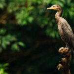 Standing sentry as the rain fell down, this Neotropical Cormorant is perfectly adapted to the riverine world of Cano Negro (image by Gin Wilde)