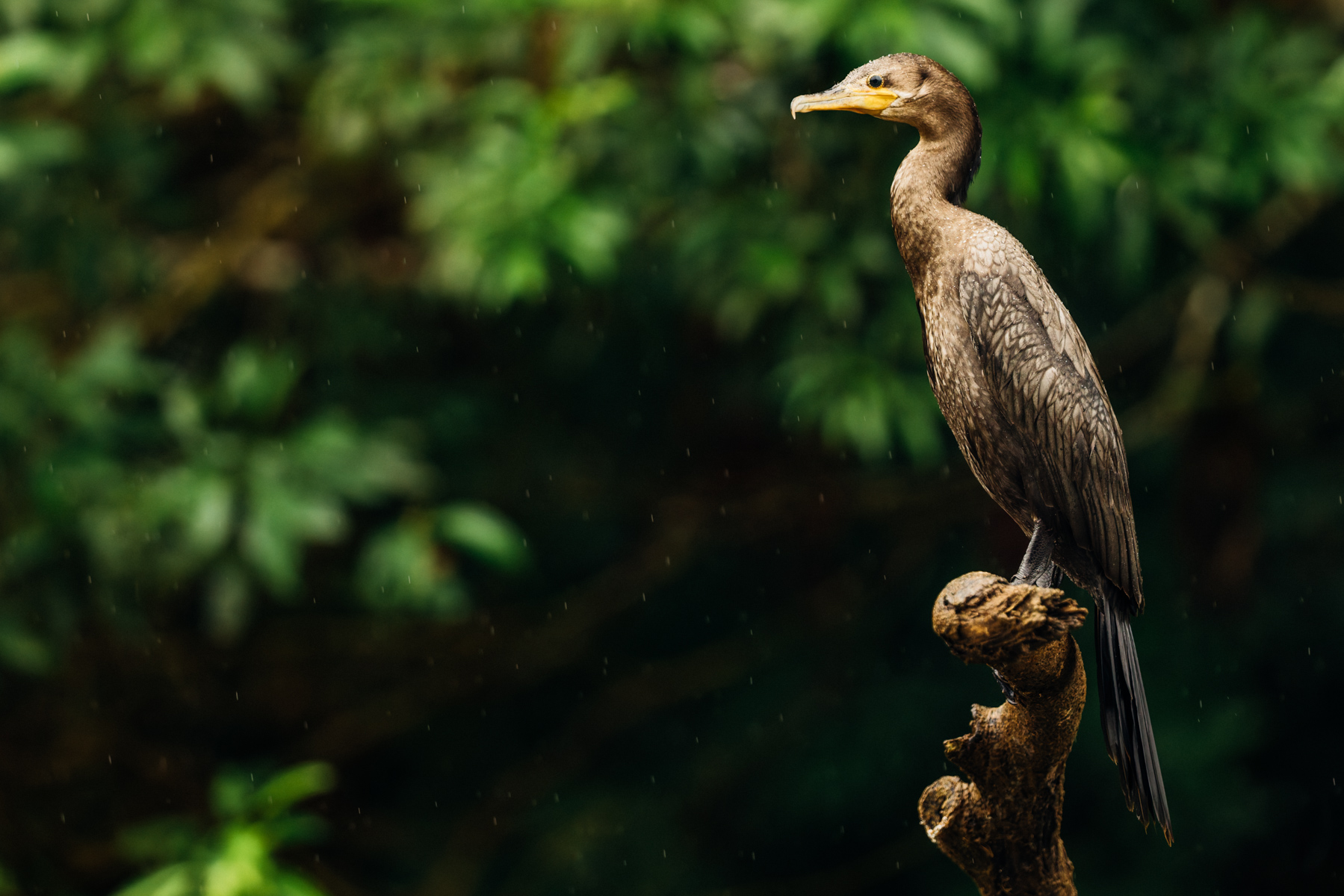 Standing sentry as the rain fell down, this Neotropical Cormorant is perfectly adapted to the riverine world of Cano Negro (image by Gin Wilde)