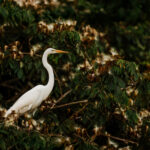 A stately-looking Great White Egret looks down at the river below in the Can Negro Wildlife Reserve, Costa Rica (image by Gin Wilde)
