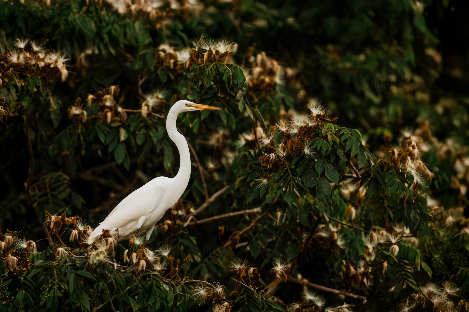 A stately-looking Great White Egret looks down at the river below in the Can Negro Wildlife Reserve, Costa Rica (image by Gin Wilde)