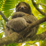 This Three-toed Sloth bears a passing resemblance to Yoda, wrapped in a cloak. Although seemingly cuddly, the fur of sloths is host to green algae, which helps them camouflage into trees as well as provide them with nutrients (image by Gin Wilde)