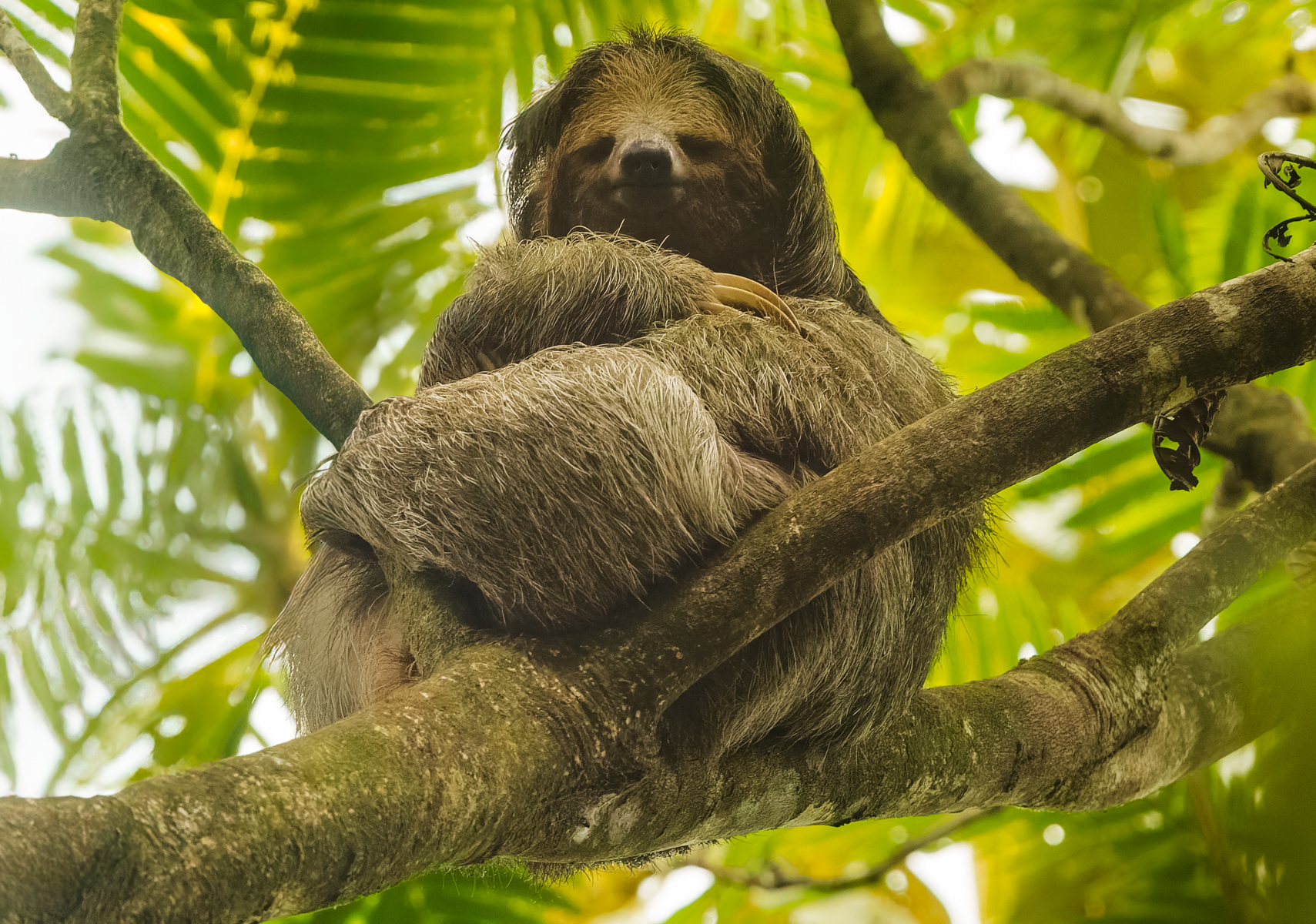 This Three-toed Sloth bears a passing resemblance to Yoda, wrapped in a cloak. Although seemingly cuddly, the fur of sloths is host to green algae, which helps them camouflage into trees as well as provide them with nutrients (image by Gin Wilde)