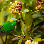 These stoutly Golden-browed Chlorophonia make short work of the berries in the mist forests of Costa Rica (image by Gin Wilde)