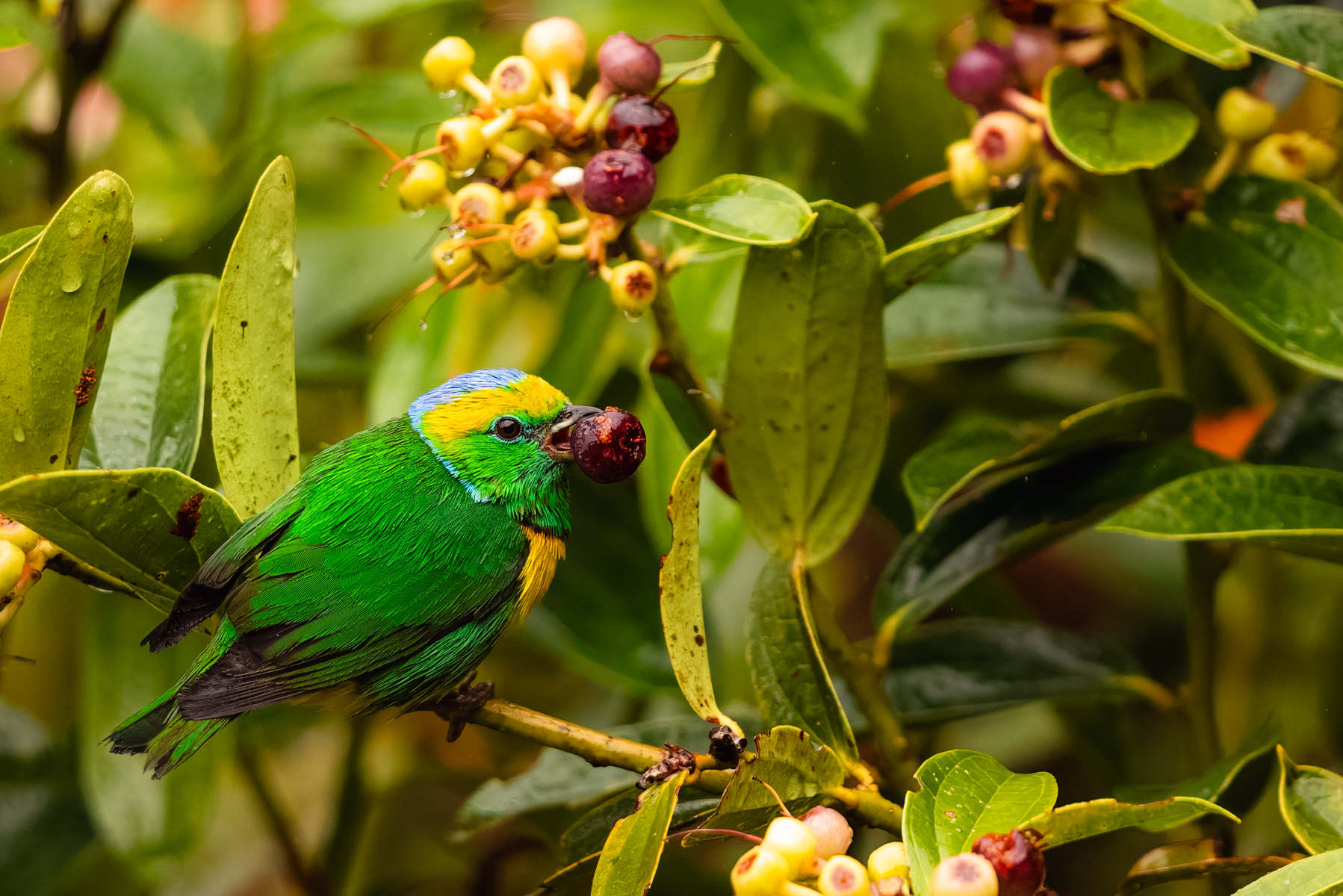 These stoutly Golden-browed Chlorophonia make short work of the berries in the mist forests of Costa Rica (image by Gin Wilde)