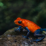 The Strawberry Poison Dart Frog is also known as the Blue Jeans Frog. No prizes for guessing how it got its name... (image by Gin Wilde)