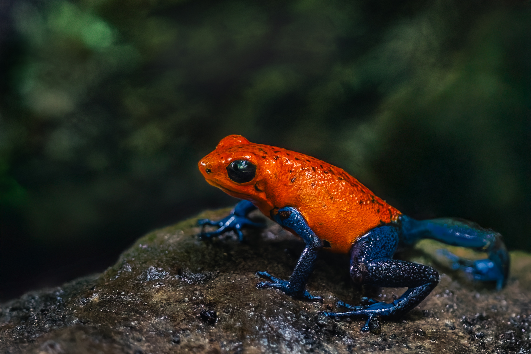 The Strawberry Poison Dart Frog is also known as the Blue Jeans Frog. No prizes for guessing how it got its name... (image by Gin Wilde)