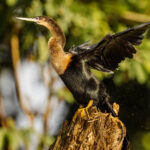 A female Anhinga prepares to dry her wings, after a morning spent fishing in the Cano Negro wetlands (image by Gin Wilde)