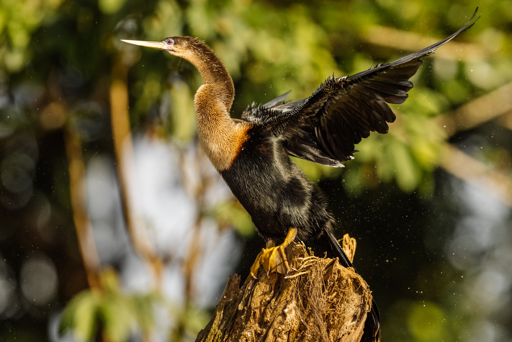 A female Anhinga prepares to dry her wings, after a morning spent fishing in the Cano Negro wetlands (image by Gin Wilde)