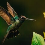 Portrait of a male Talamanca Hummingbird, 'steampunk art style' showing its metallic colouration and green and brown gloss (image by Gin Wilde)