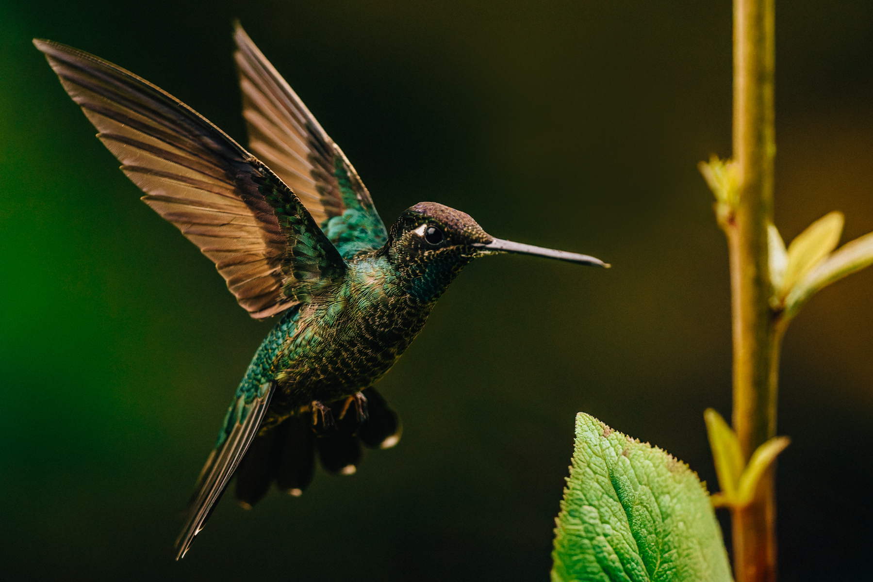 Portrait of a male Talamanca Hummingbird, 'steampunk art style' showing its metallic colouration and green and brown gloss (image by Gin Wilde)