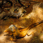 All of these iguanas are Green Iguanas, showing that not all members of the species are actually green. Many Green Iguanas are rust-coloured or even grey (image by Gin Wilde)