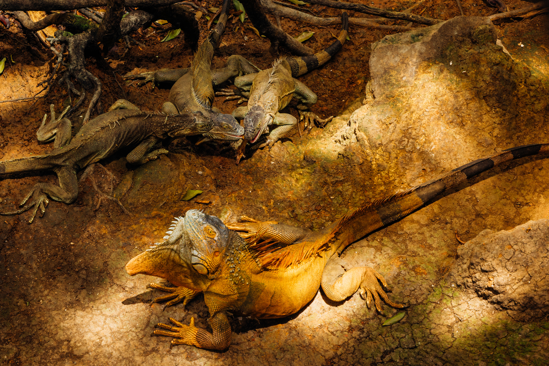 All of these iguanas are Green Iguanas, showing that not all members of the species are actually green. Many Green Iguanas are rust-coloured or even grey (image by Gin Wilde)