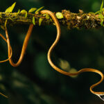 The slender beauty of a Brown Vine Snake, a non-venomous snake, growing up to 2 metres in length and often mistaken for a vine. Inside its mouth, its palate is a striking navy blue (image by Gin Wilde)