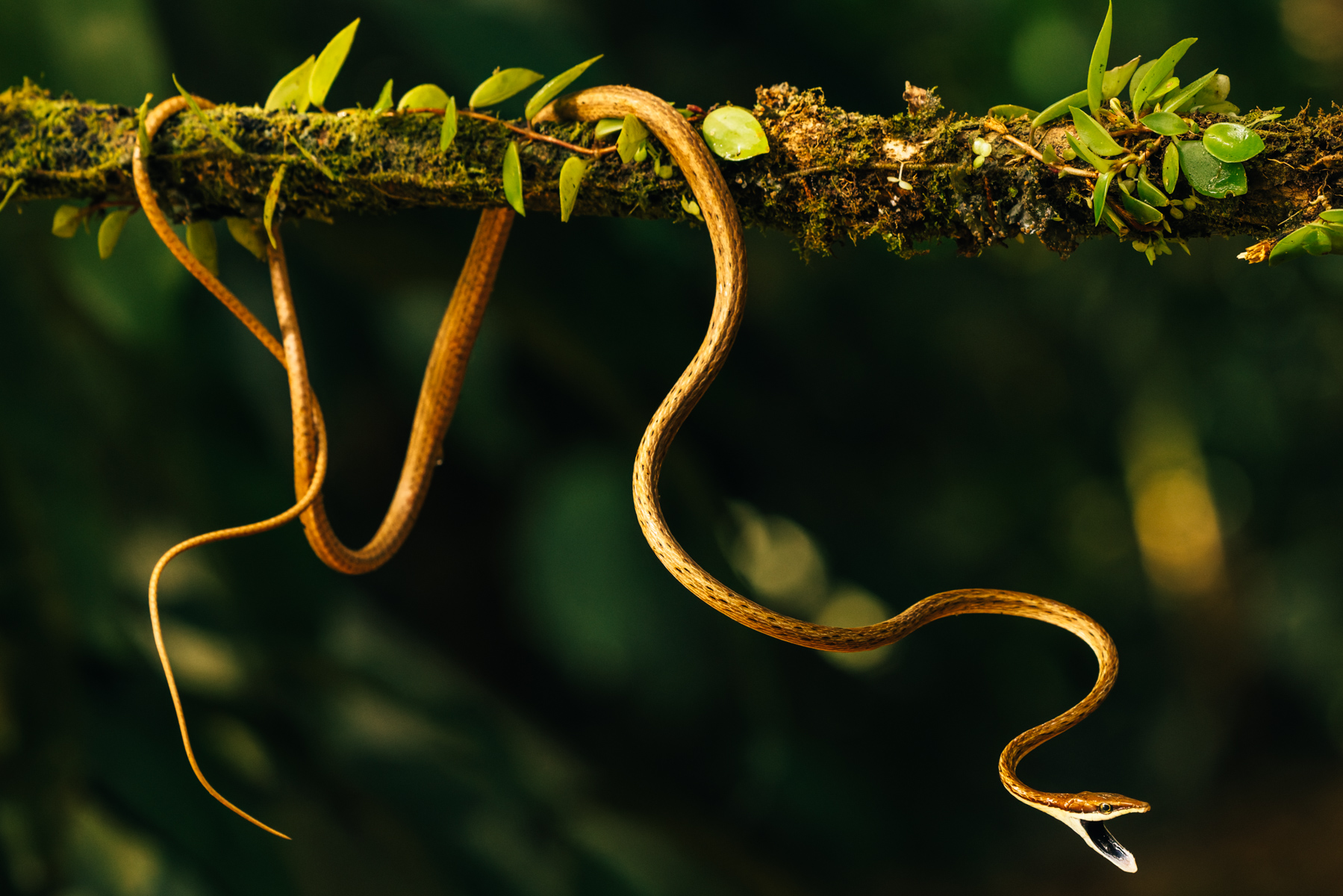 The slender beauty of a Brown Vine Snake, a non-venomous snake, growing up to 2 metres in length and often mistaken for a vine. Inside its mouth, its palate is a striking navy blue (image by Gin Wilde)
