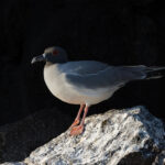 Swallow-tailed Gulls feed at night, hence the big goggly eyes! (Image by Mike Watson)