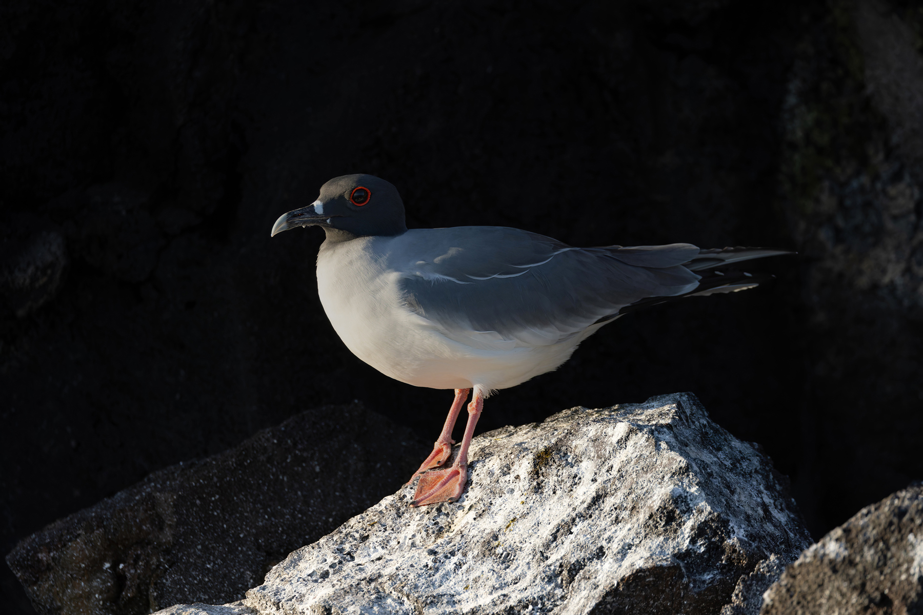 Swallow-tailed Gulls feed at night, hence the big goggly eyes! (Image by Mike Watson)