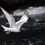 Swallow-tailed Gull is a virtual Galapagos breeding endemic, thought by many to be the most beautiful gull in the world. You can see why in this photo! (Image by Mike Watson)