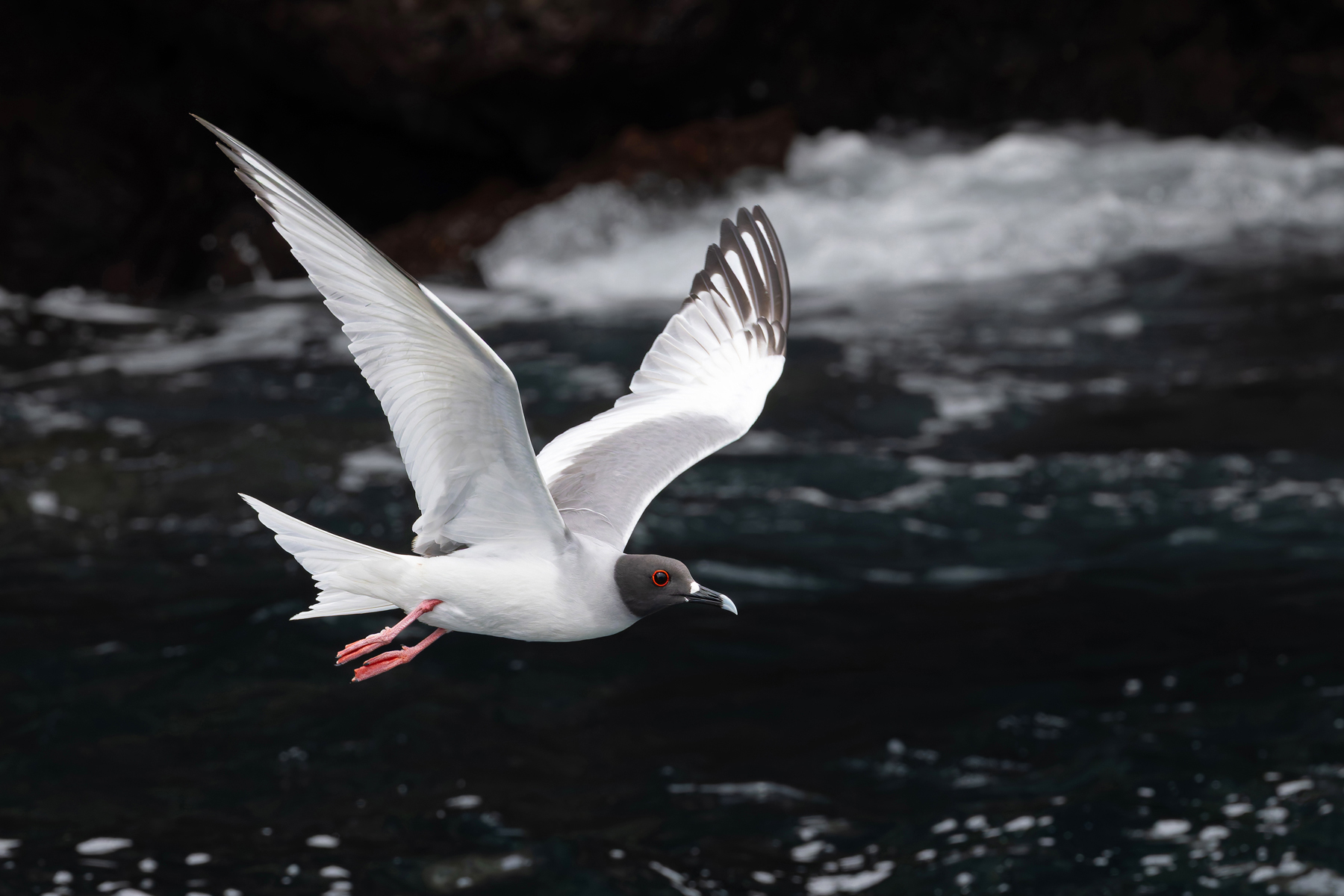 Swallow-tailed Gull is a virtual Galapagos breeding endemic, thought by many to be the most beautiful gull in the world. You can see why in this photo! (Image by Mike Watson)