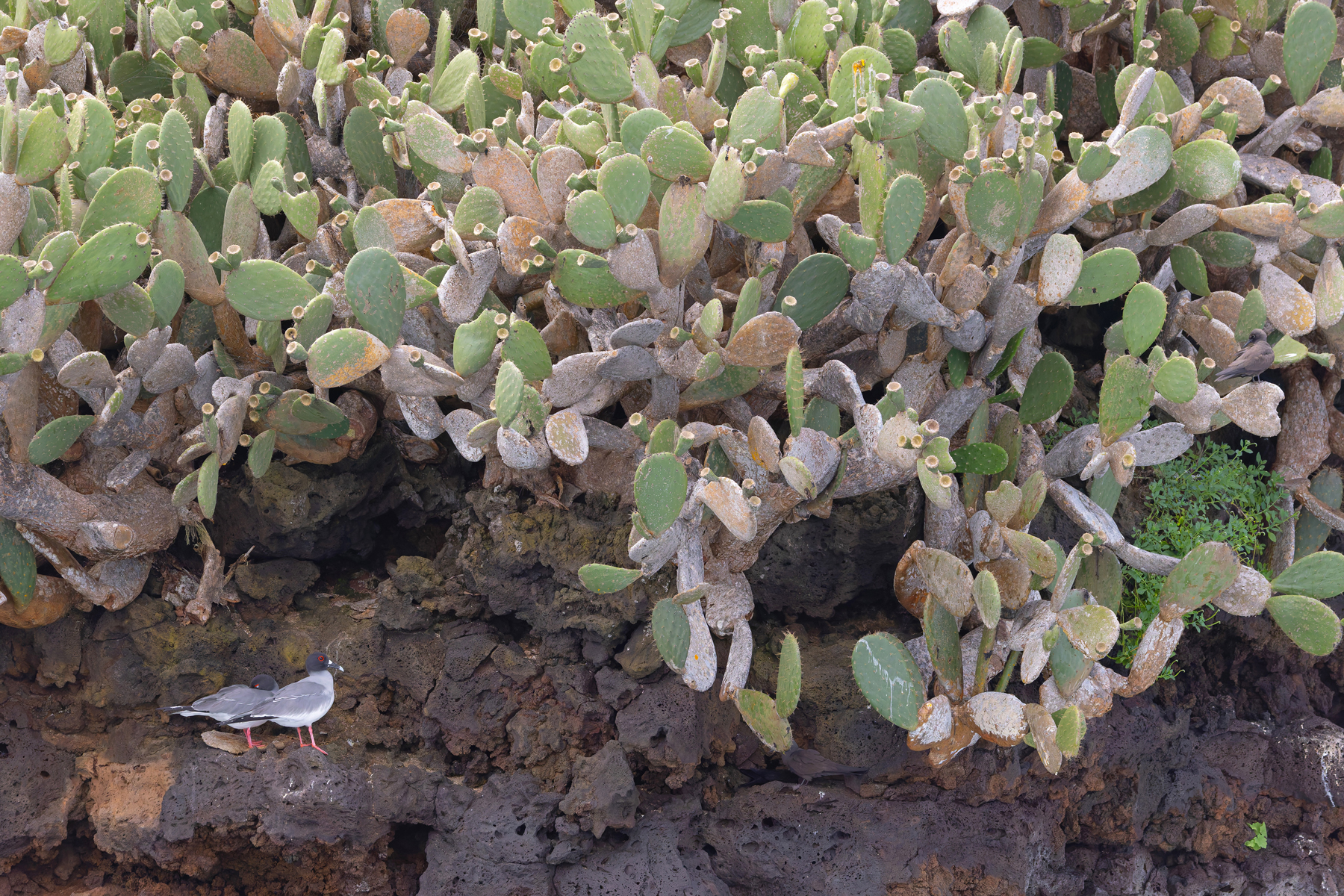 Swallow-tailed Gulls below the shelter of a Prickly Pear forest on Champion Island (Image by Mike Watson)
