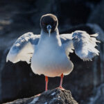 Backlit Swallow-tailed Gull (Image by Mike Watson)