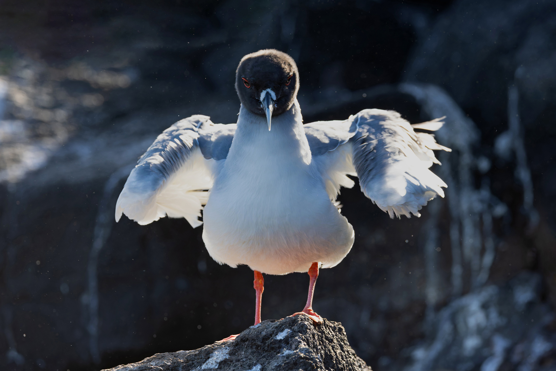 Backlit Swallow-tailed Gull (Image by Mike Watson)