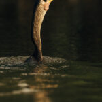 'And down the hatch it goes!' A female Anhinga swallows a fish whole in the Cano Negro Wildlife Reserve (image by Gin Wilde)