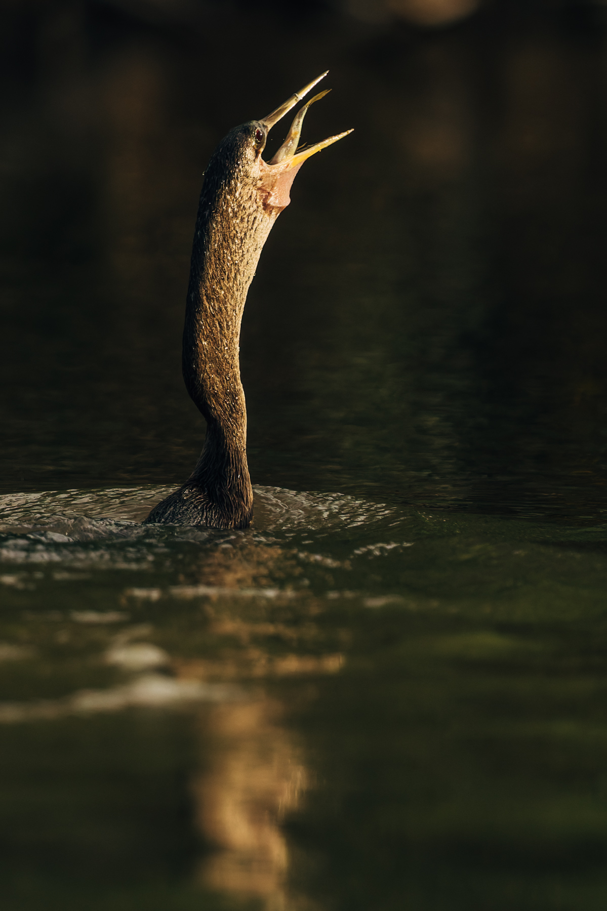 'And down the hatch it goes!' A female Anhinga swallows a fish whole in the Cano Negro Wildlife Reserve (image by Gin Wilde)