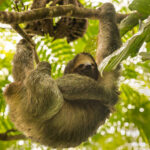 Enjoying a morning scratch and hanging from a branch with its muscular forearms, a Three-toed Sloth contemplates its arboreal existence (image by Gin Wilde)