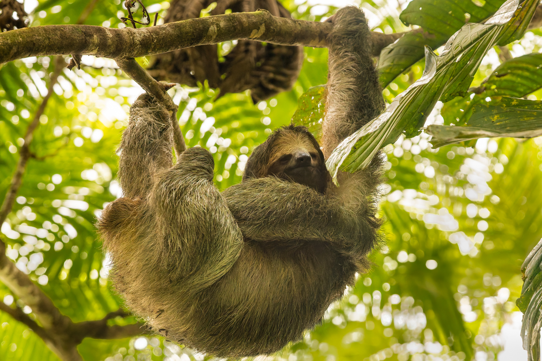 Enjoying a morning scratch and hanging from a branch with its muscular forearms, a Three-toed Sloth contemplates its arboreal existence (image by Gin Wilde)