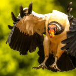 A regal looking King Vulture swoops in for a carcass in Costa Rica's Heredia Province. These vultures live predominantly in tropical lowland forest and were believed, in Mayan mythology, to carry messengers between humans and gods (image by Gin Wilde)