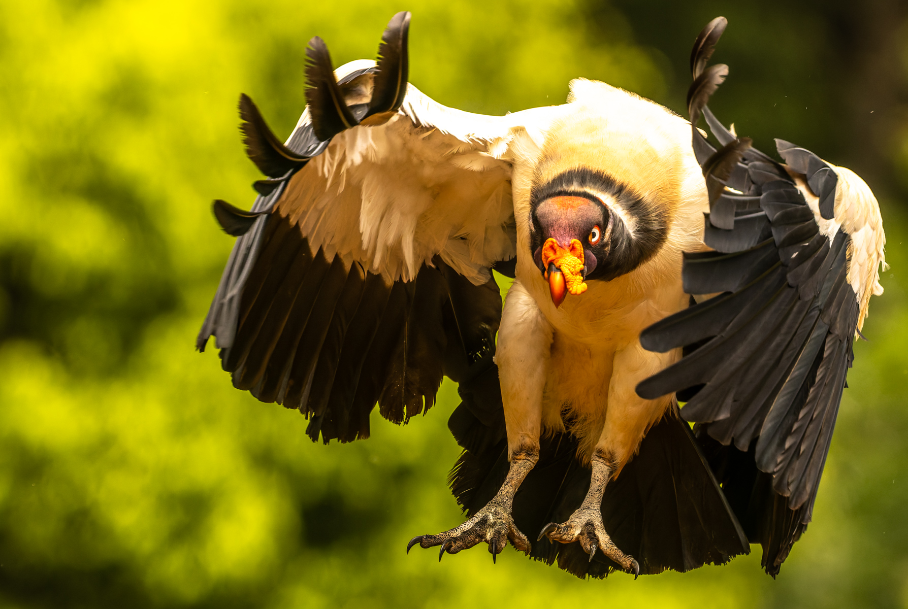 A regal looking King Vulture swoops in for a carcass in Costa Rica's Heredia Province. These vultures live predominantly in tropical lowland forest and were believed, in Mayan mythology, to carry messengers between humans and gods (image by Gin Wilde)