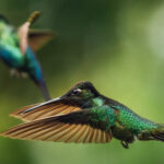 It's easy to be bedazzled by the richness of the greens and blues that characterise photography in Costa Rica. Here, a Talamanca hummingbird is backdropped by a Fiery-throated hummer (image by Gin Wilde)