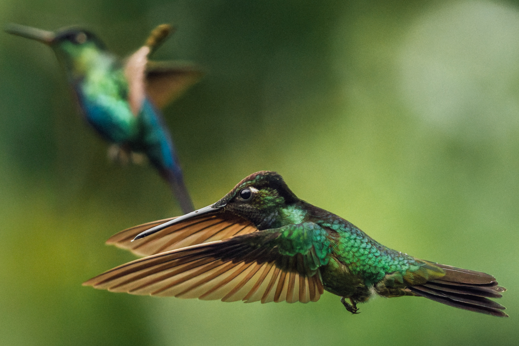 It's easy to be bedazzled by the richness of the greens and blues that characterise photography in Costa Rica. Here, a Talamanca hummingbird is backdropped by a Fiery-throated hummer (image by Gin Wilde)
