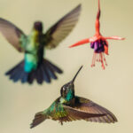 Hummingbirds can be irresistible subjects for a more expressive photography style. Here, a male Talamanca Hummingbird eyes up a flower for feeding (image by Gin Wilde)