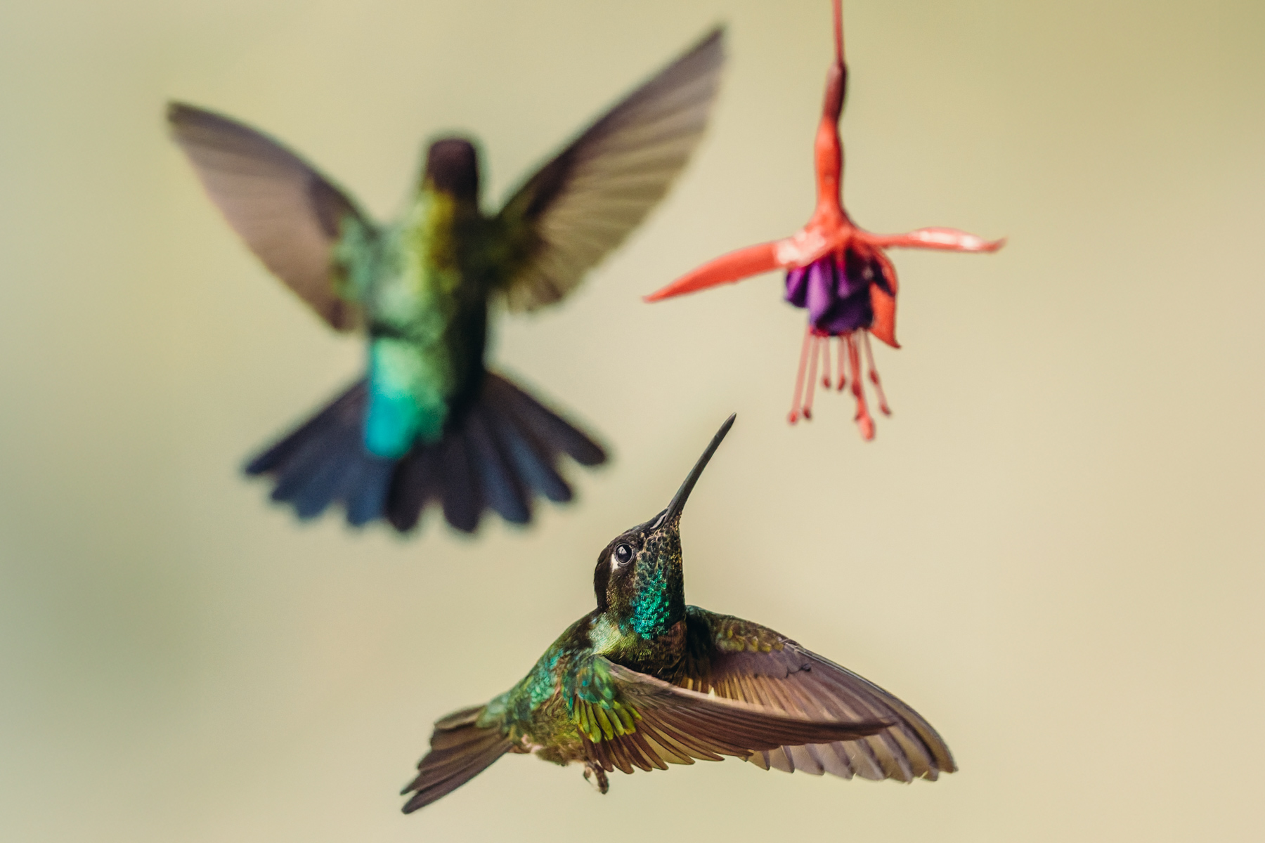 Hummingbirds can be irresistible subjects for a more expressive photography style. Here, a male Talamanca Hummingbird eyes up a flower for feeding (image by Gin Wilde)